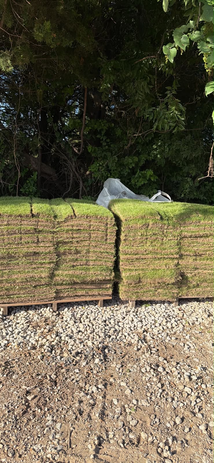 Zoysia Sod